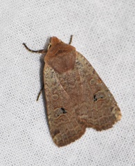 Conistra erythrocephala