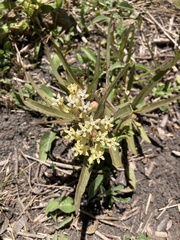 Asclepias mellodora