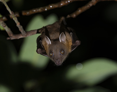 Cynopterus brachyotis