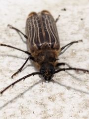 Prionoplus reticularis