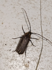 Prionoplus reticularis