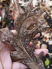 Neuroterus tantulus