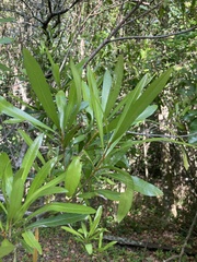 Pouteria salicifolia