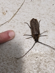 Prionoplus reticularis