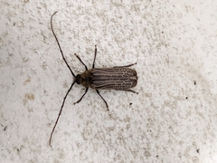 Prionoplus reticularis