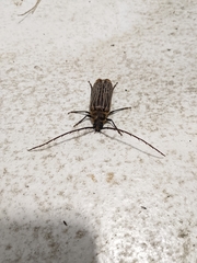 Prionoplus reticularis