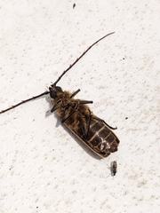 Prionoplus reticularis