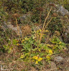 Angelica genuflexa