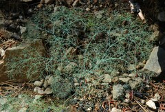 Eriogonum parishii
