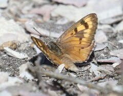 Thestor dicksoni malagas