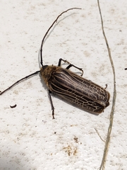 Prionoplus reticularis