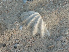 Tridacna squamosina