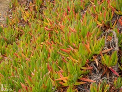 Carpobrotus chilensis