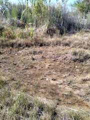 Lamiales