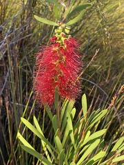 Melaleuca pachyphylla