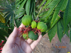 Jatropha multifida