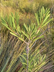 Melaleuca pachyphylla