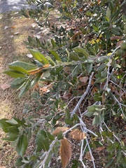 Quercus grisea
