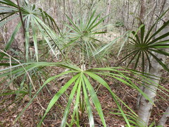Livistona decora