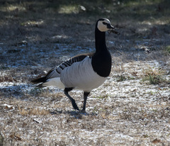 Branta leucopsis