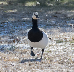 Branta leucopsis
