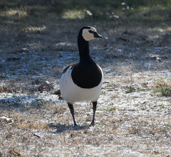 Branta leucopsis