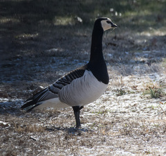 Branta leucopsis