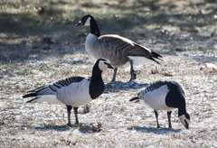 Branta leucopsis