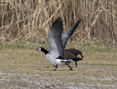 Branta leucopsis