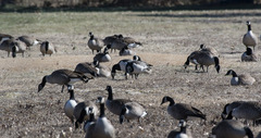 Branta leucopsis