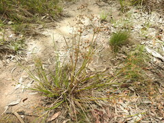 Juncus prismatocarpus