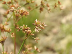 Juncus prismatocarpus