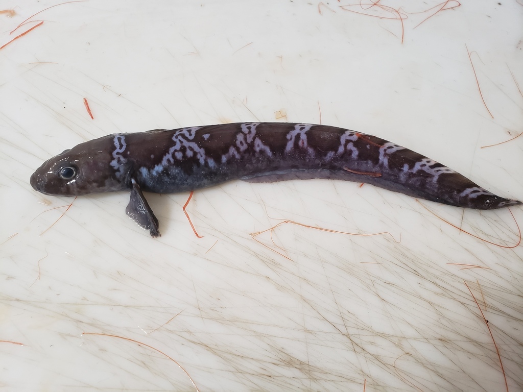 Esmark's ellpout (Lycodes esmarkii) — Zoarcidae