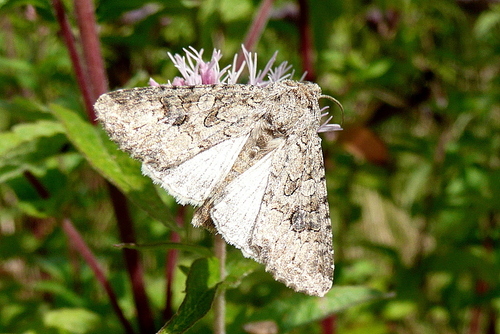 Anarta trifolii