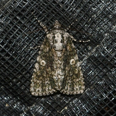 Acronicta afflicta