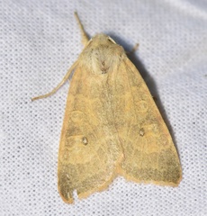 Xanthia ocellaris