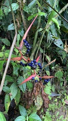 Heliconia aemygdiana