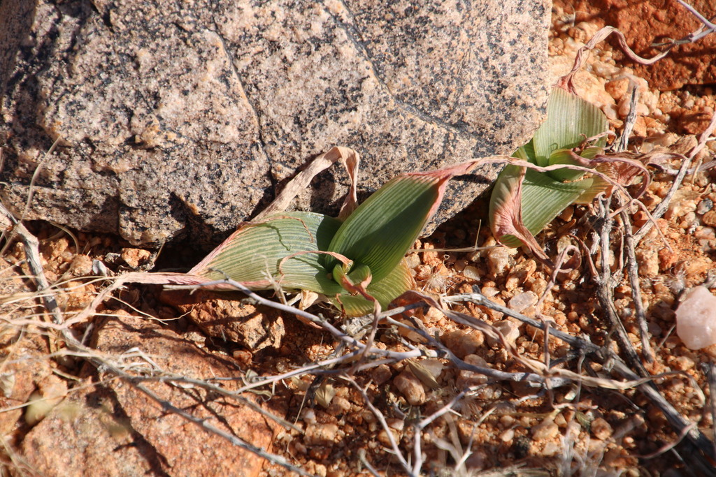 Bulbine striata, Namakwa, ZA-NC, ZA