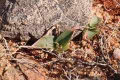 Bulbine striata