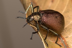 Metallonotus physopterus