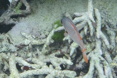 Myripristis violacea