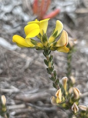 Aspalathus aspalathoides