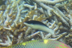 Anampses neoguinaicus