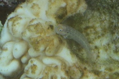 Blenniiformes