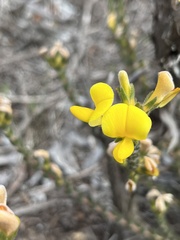 Aspalathus aspalathoides