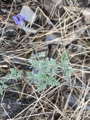 Lavandula multifida