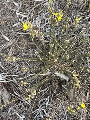 Aspalathus aspalathoides