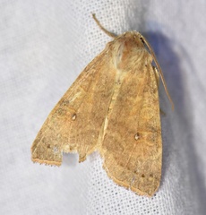 Xanthia ocellaris