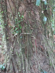Socratea exorrhiza