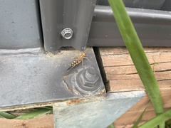 Chortoicetes terminifera